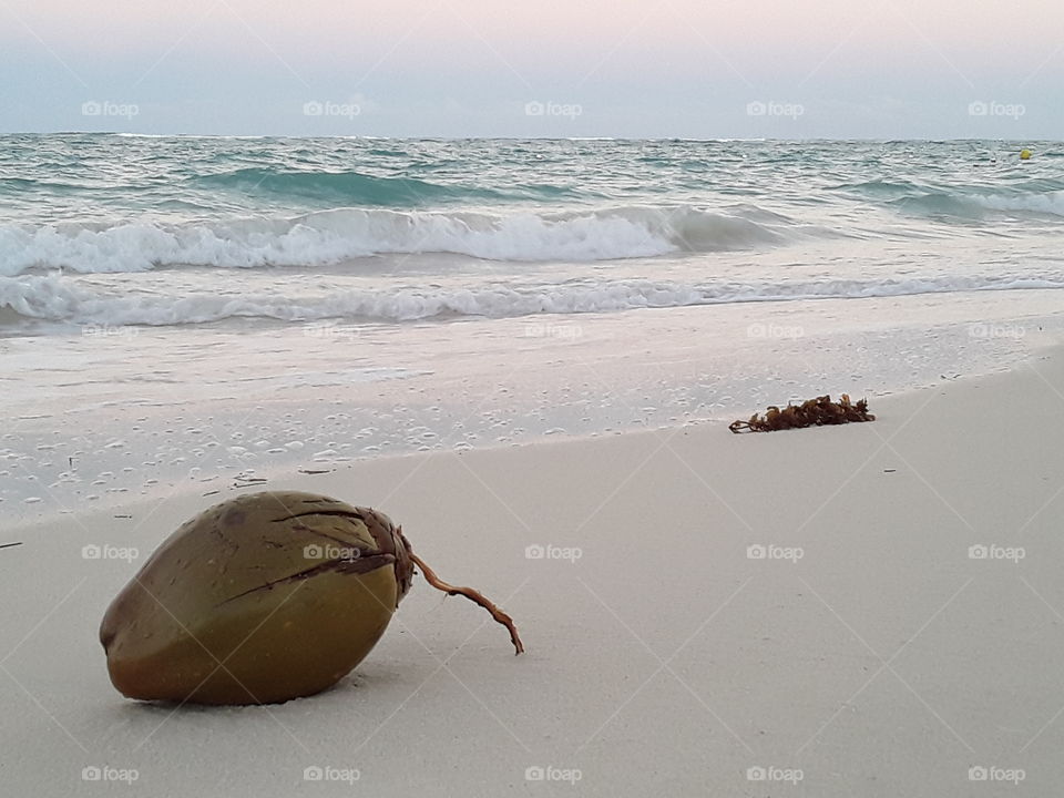 coconut by the ocean