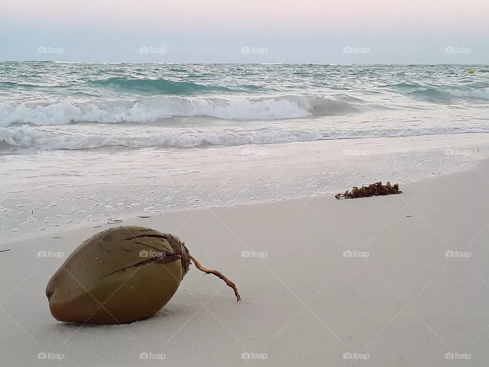 coconut by the ocean