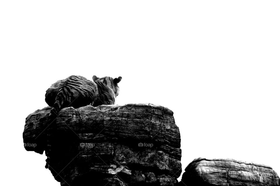 tiger scouting. A tiger scouting the area at the wild animal zoo, china. black and white version