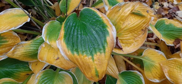 Hosta leaves in autumn