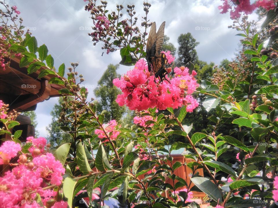 Crape Myrtle and Butterfly