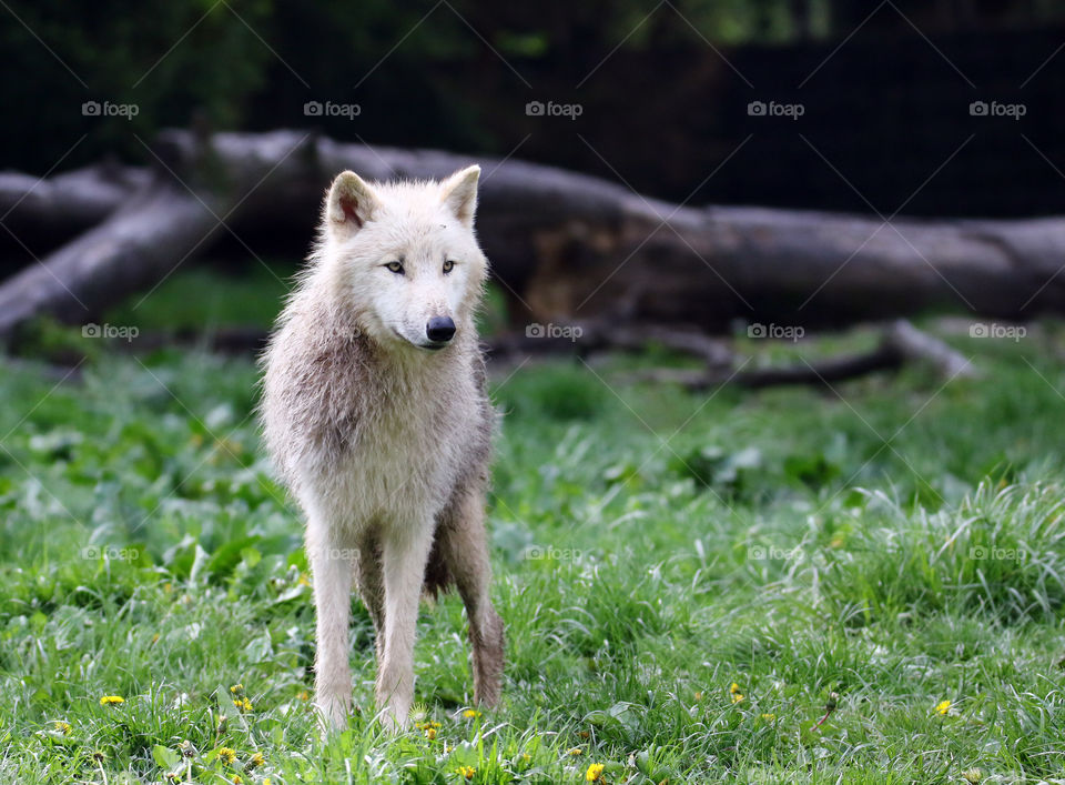 Young artic wolf