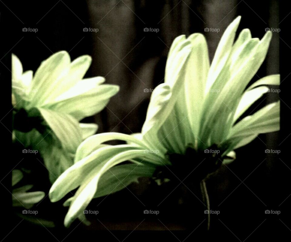 envy. lighting effects