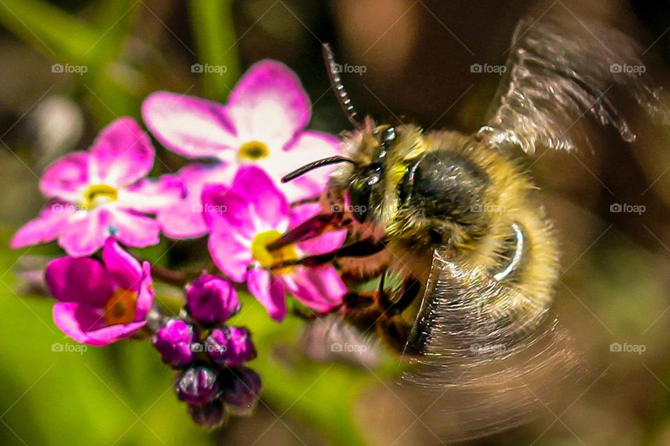 Bee at the pink spring flower