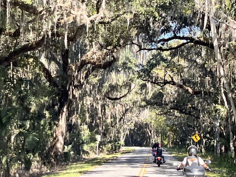 Motorcyclists riding on a country road underneath a canopy of oak trees with moss