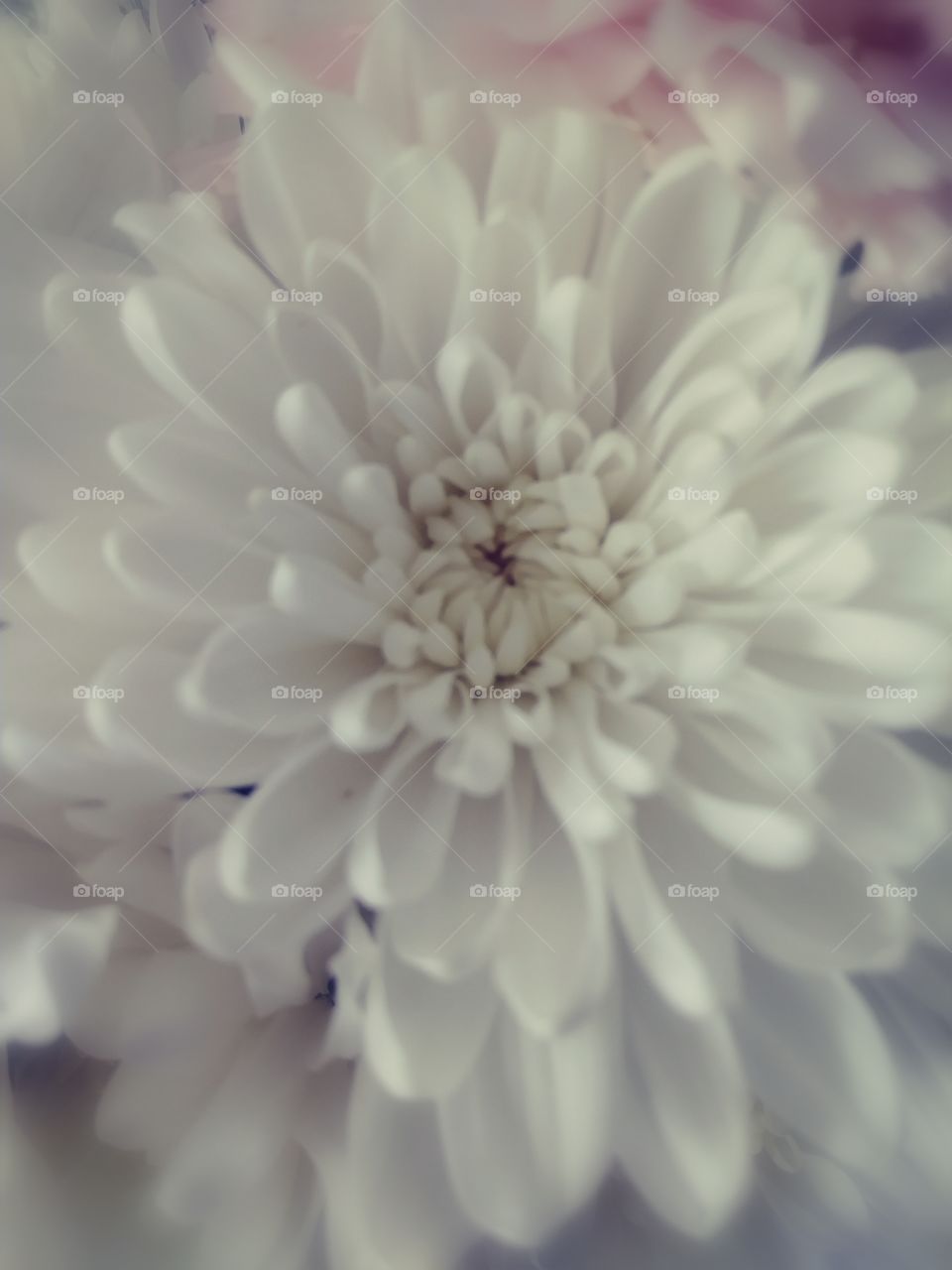 beautiful  flower