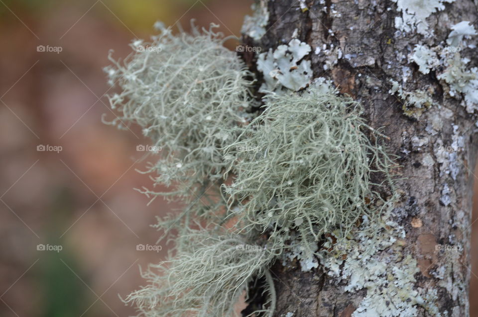moss growing on tree