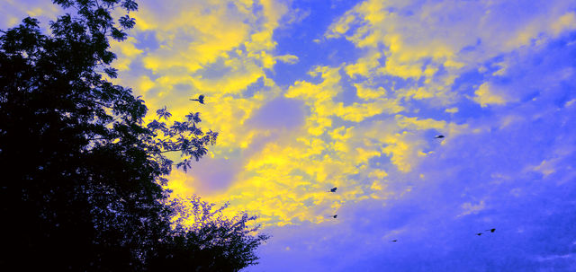 sky fly. birds fly,