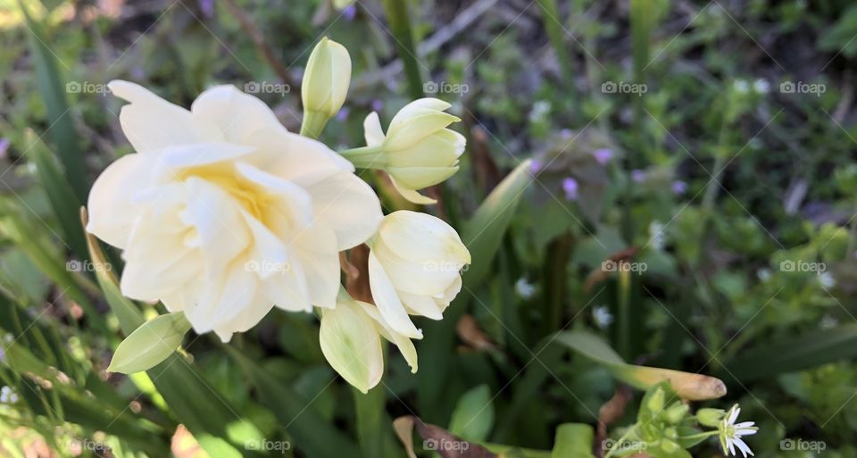 Daffodil Rose