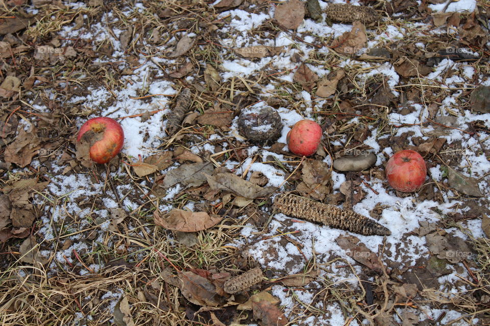 Red apples on the ground with snow