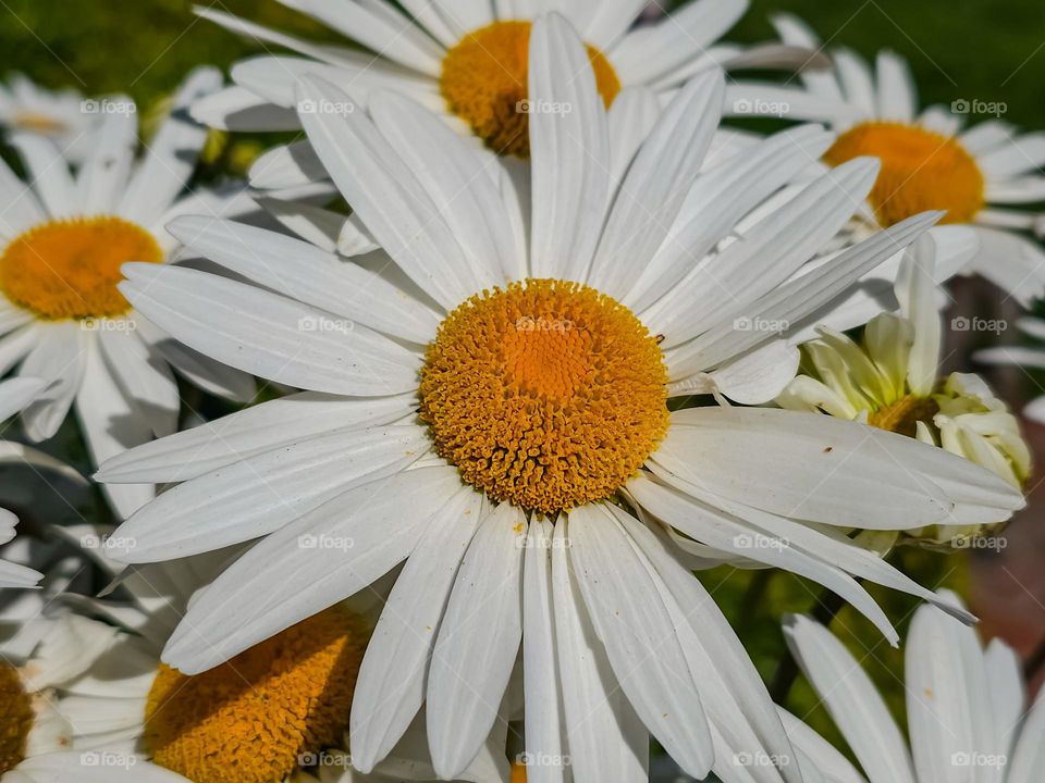 Spring Daisies blooming in the garden on a warm and sunny afternoon in San Francisco California 