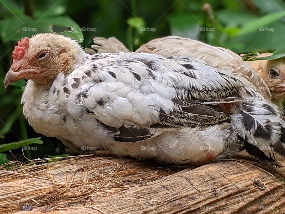 chickens in the countryside