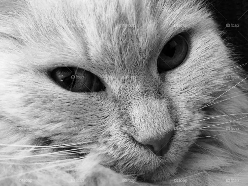 Cat, Mammal, Animal, Cute, Eye