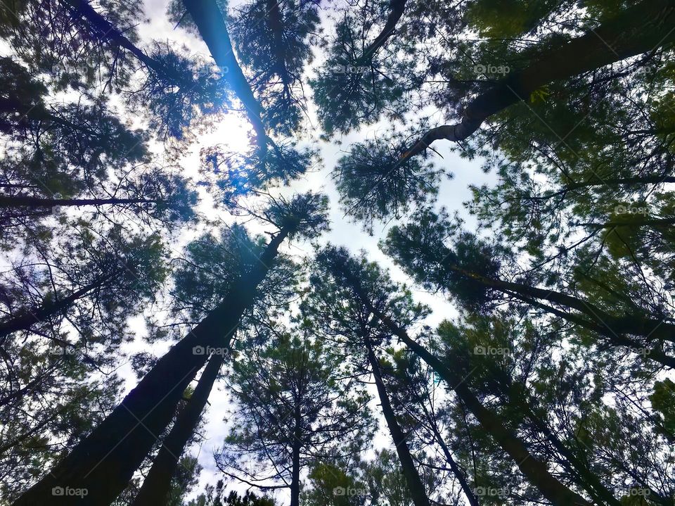 Tree of pine forests at mangunan jogjakarta