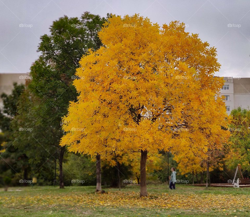 Autumn walk in the park