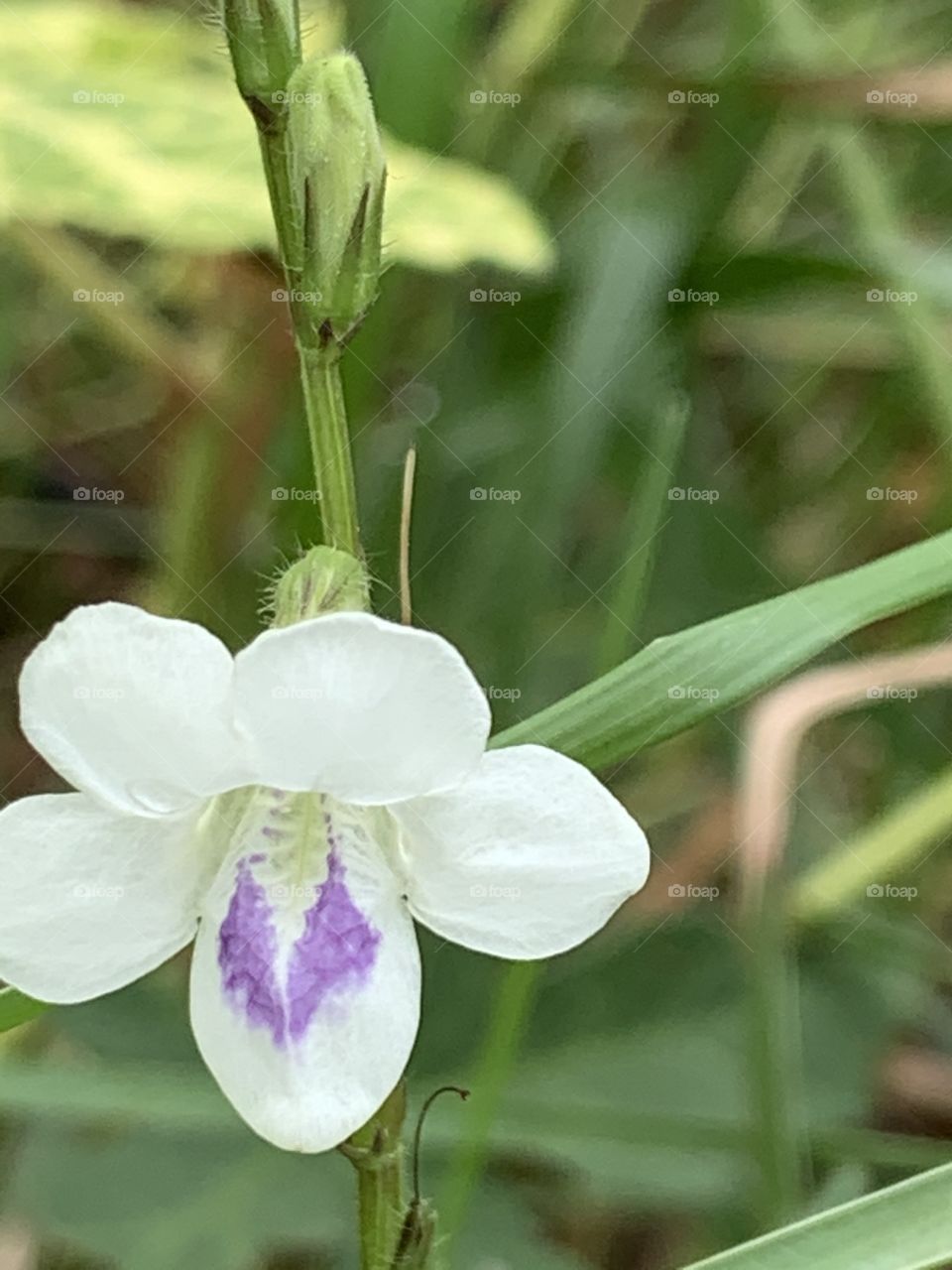 Plants around us.