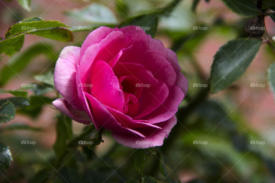 pink rose darker