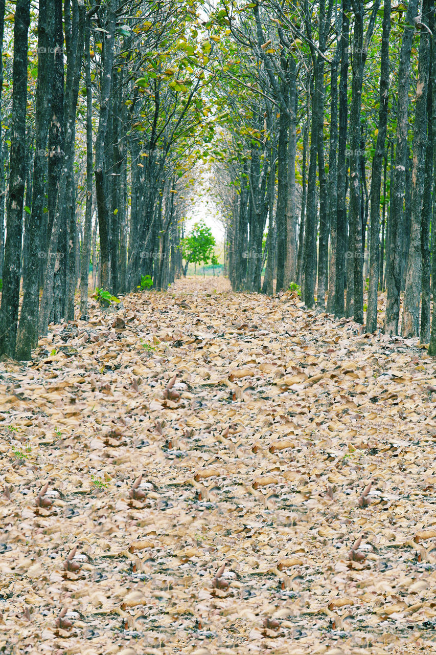 view of fallen dried leaves, a perfect straight path along the edge of
