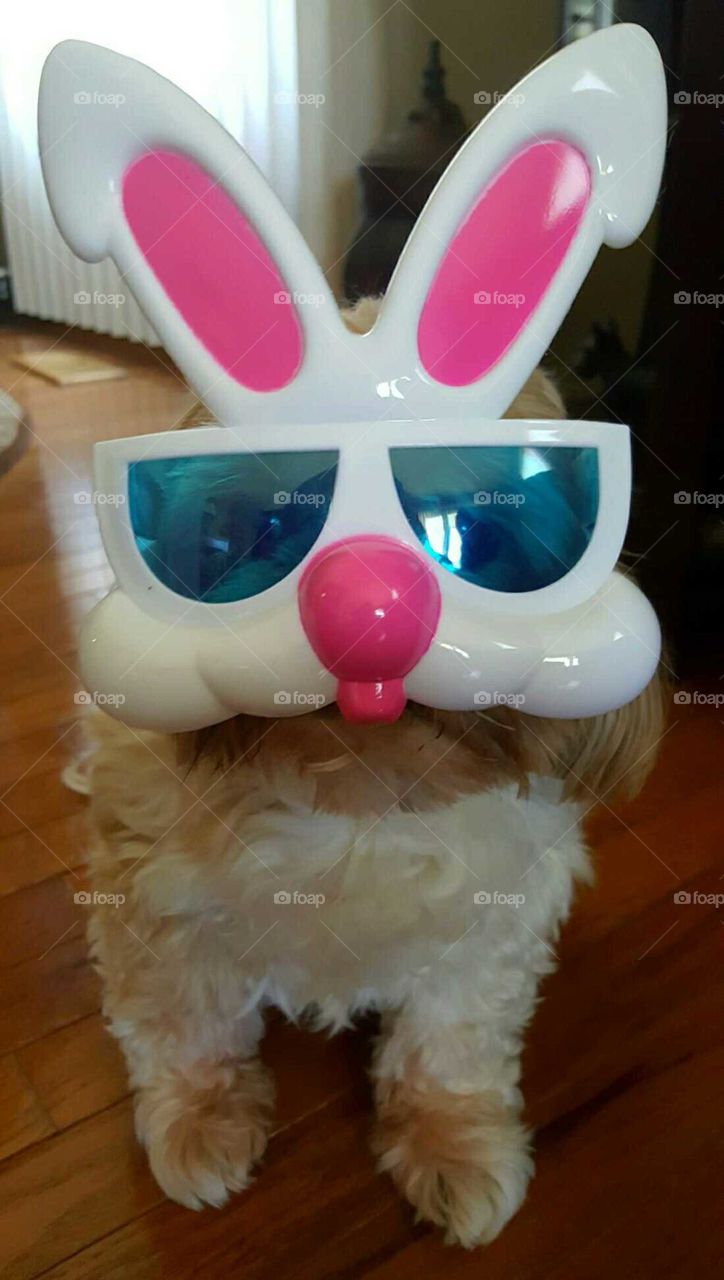 Easter Bunny.