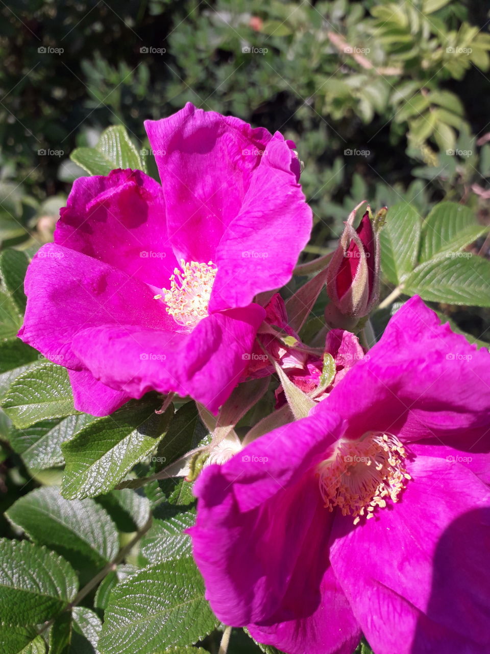 wild rose in the sun

￼


wild rose in the sun

￼

enchanting wild roses in the sun