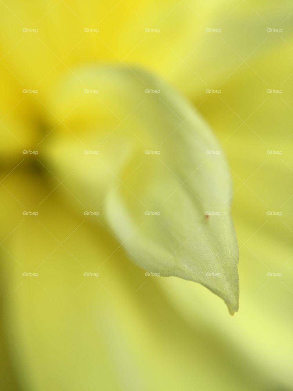 Macro of a petal 