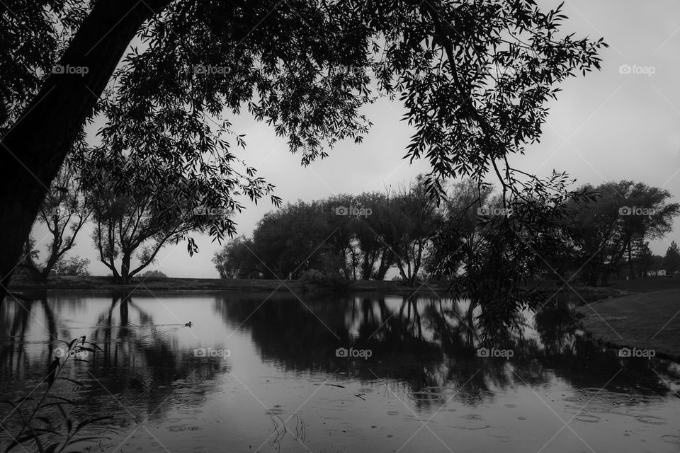Black and white view of nature