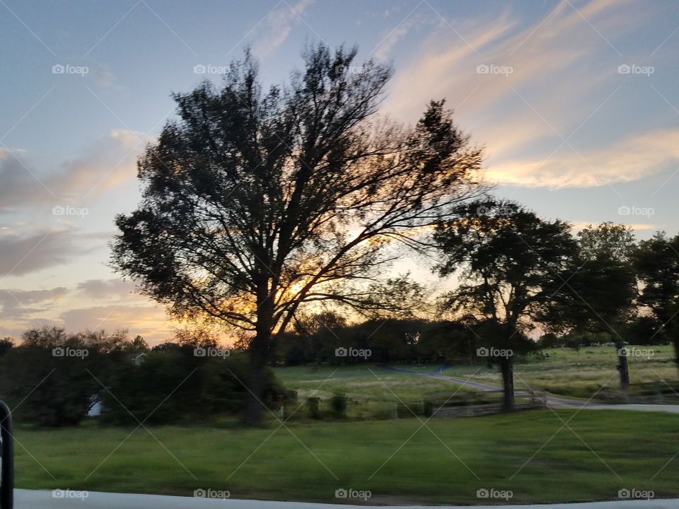 Tree brushes sunset