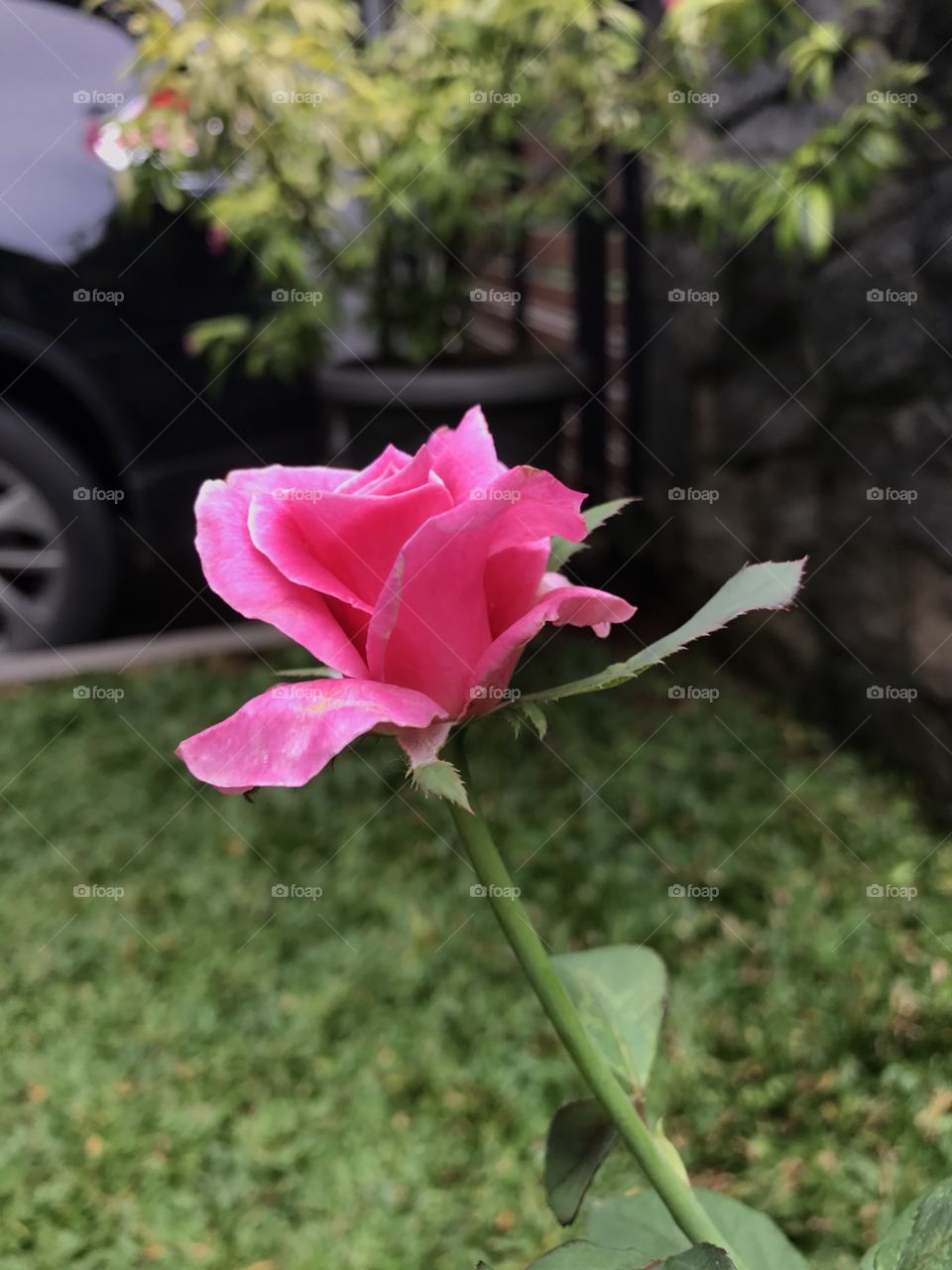 pink rose in my mini garden