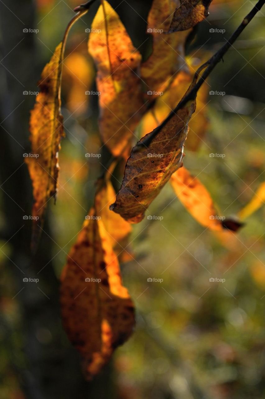 beautiful autumn leaves in sunlight, autumn gold