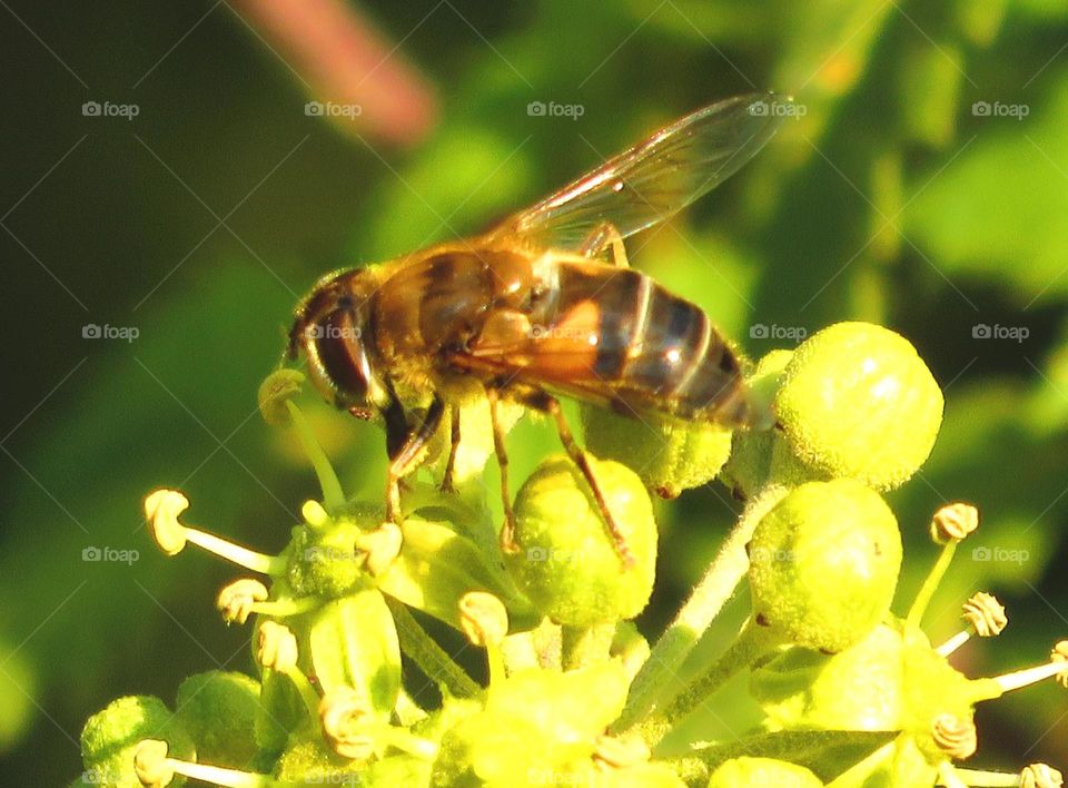 pollinating