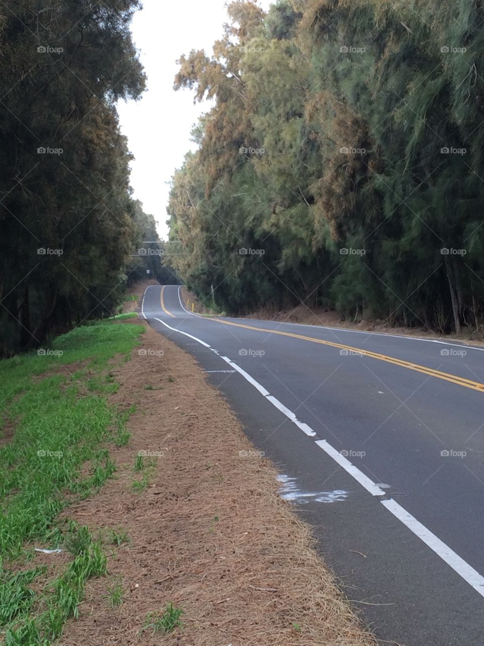 A road weaving with trees on each side 