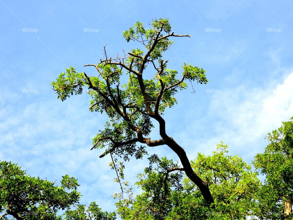 tree in the sky