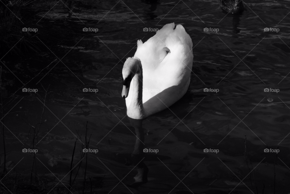 swan bird reflection beautiful by MishaaJadee