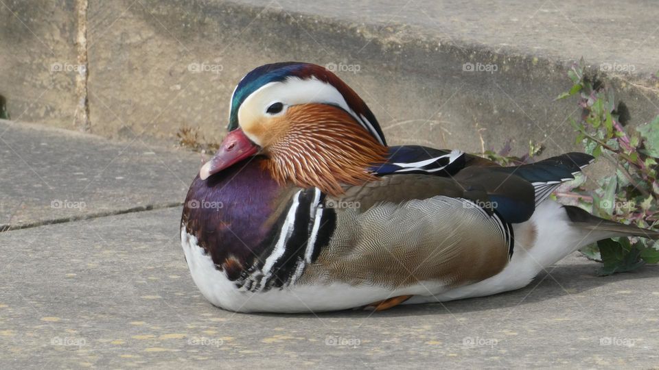 A mandarin duck