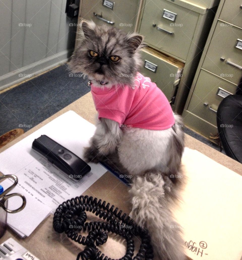 Cat at office job
