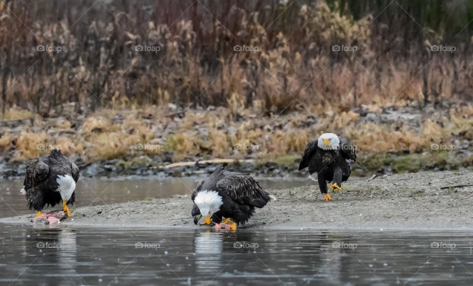 Sneaky Bald Eagle