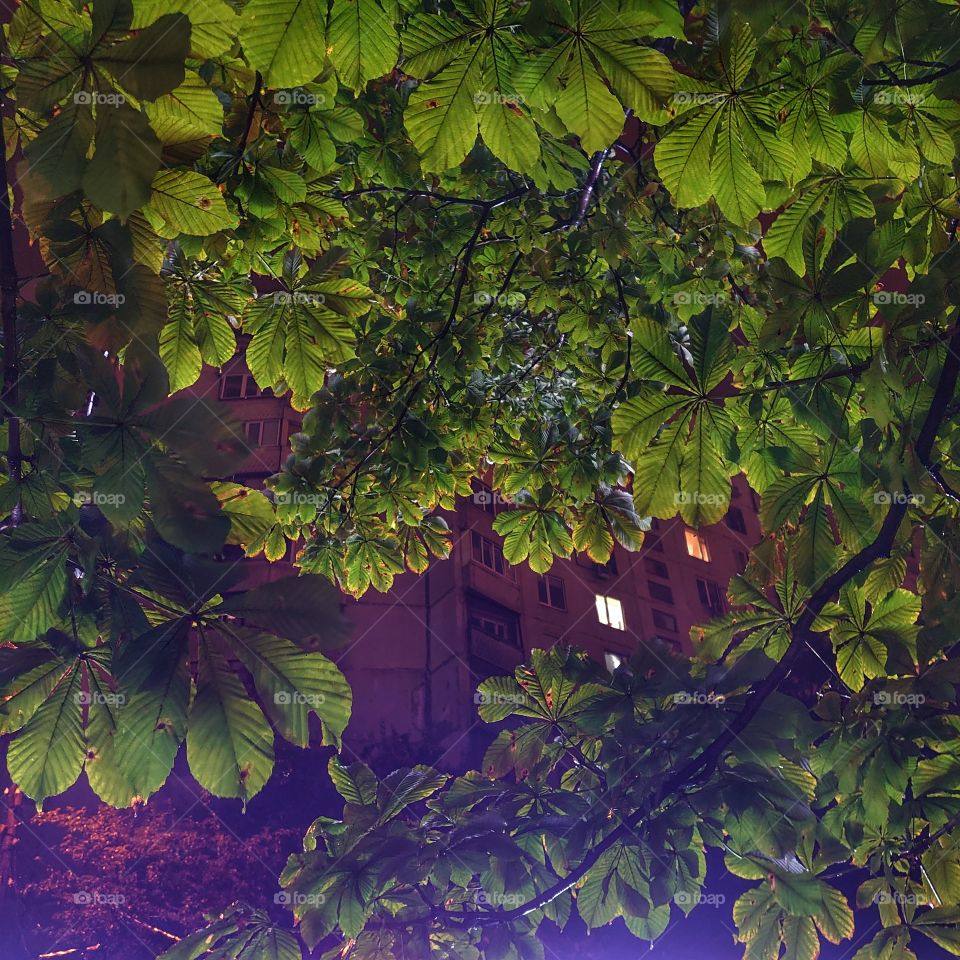 photo of a chestnut tree in the evening near the lantern