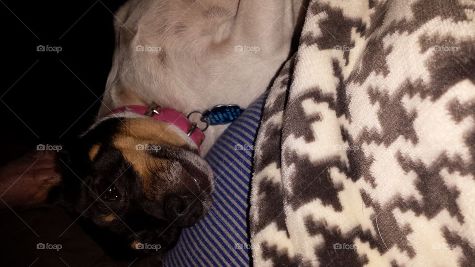 snoozing upside down