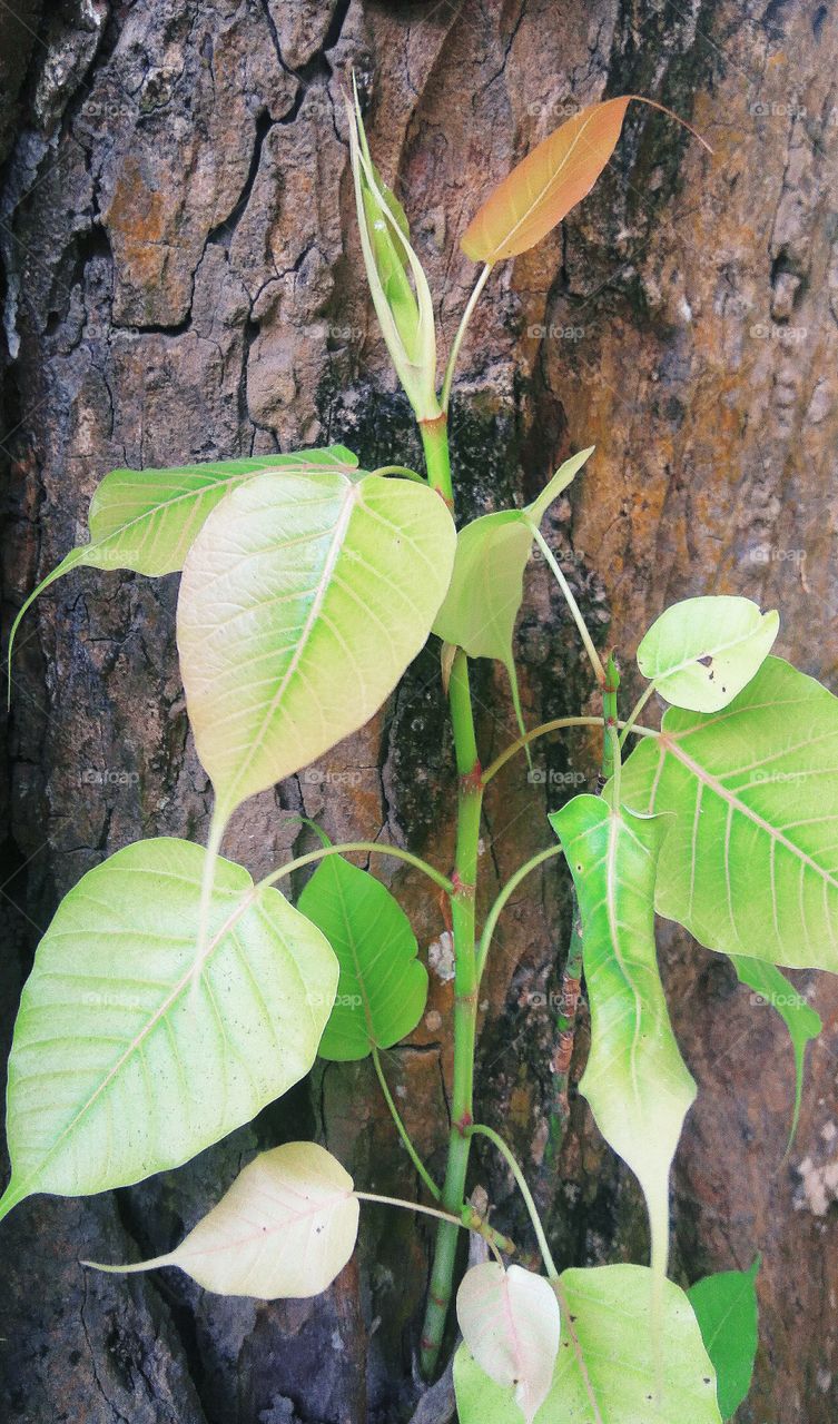 This is a beautiful tree