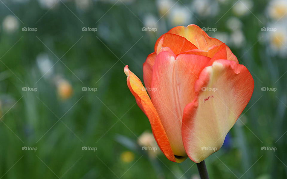 Close-up of orange tulip