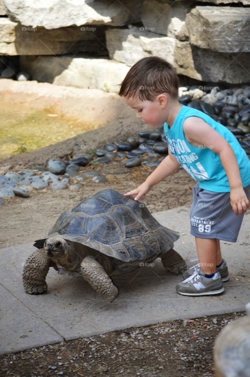 Young toddler boy petting a Galapagos tortoise outdoors 