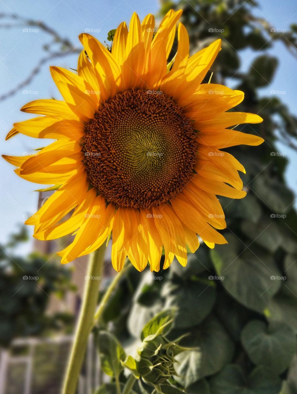 Just like a sunflower with its eye-catching yellowness colour which looks towards the sun and not the dark clouds, let's practice together and try to look more on the brighter side of life.
