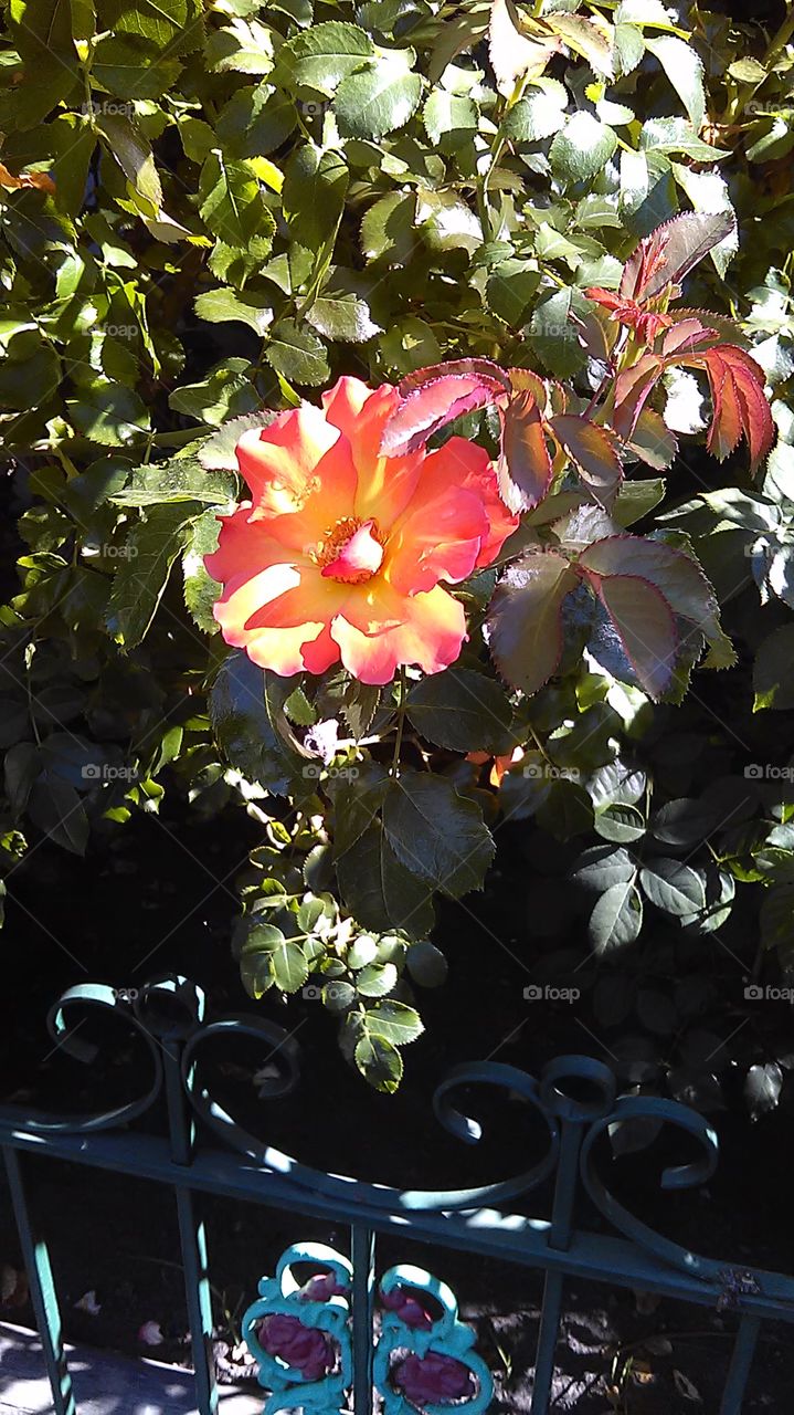 Flower. Out for a walk