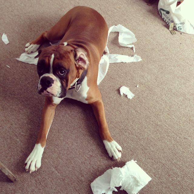 Naughty dog