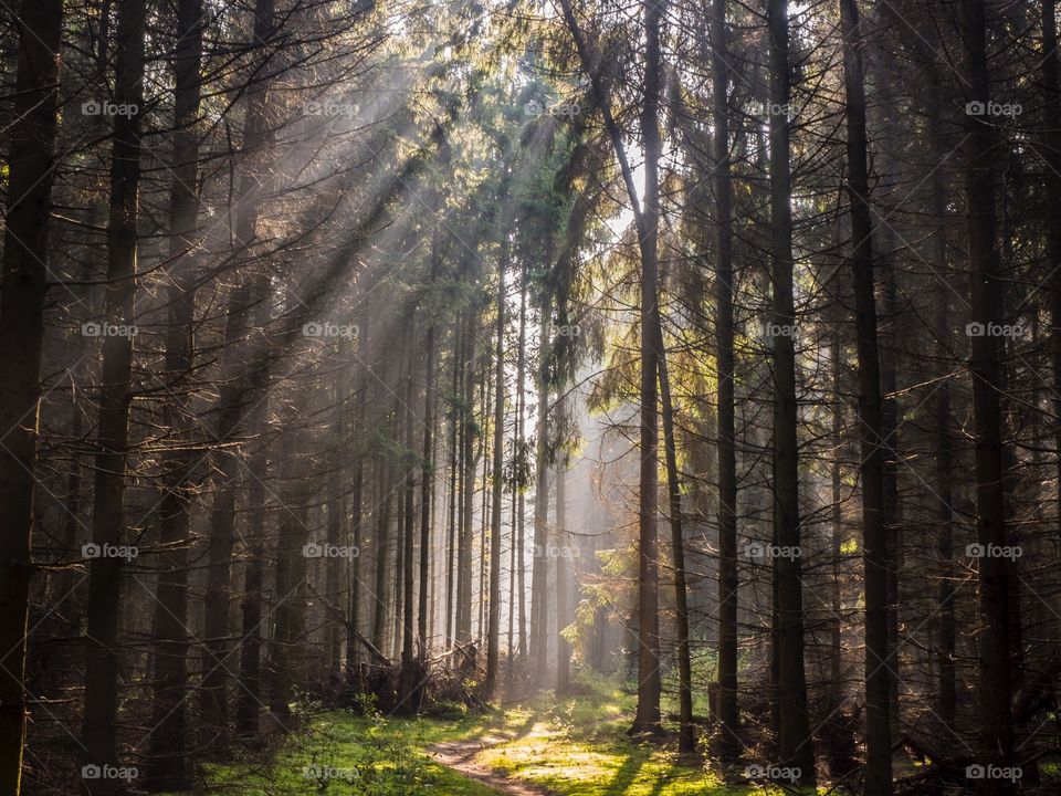 Lightbeams in the forest