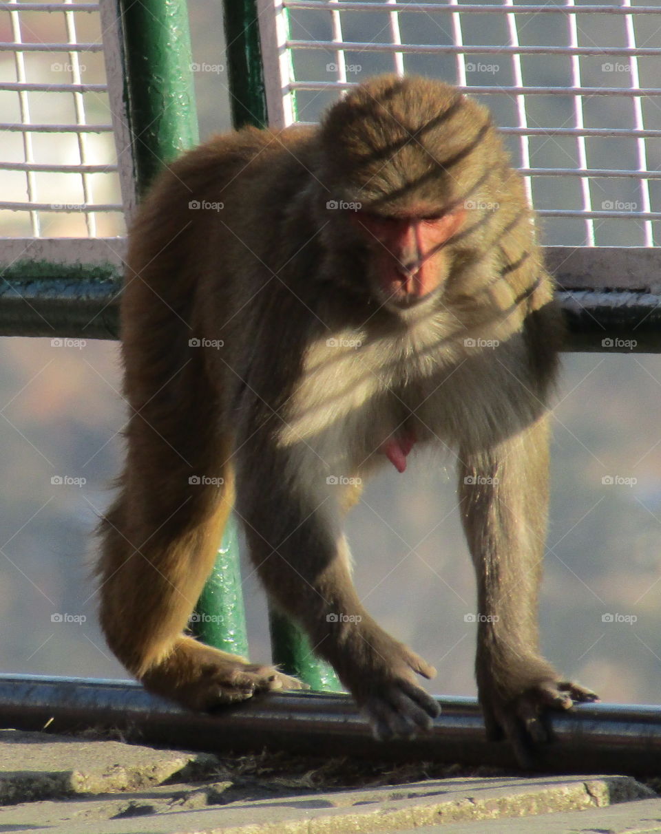 Rhesus monkey in late afternoon sun, India