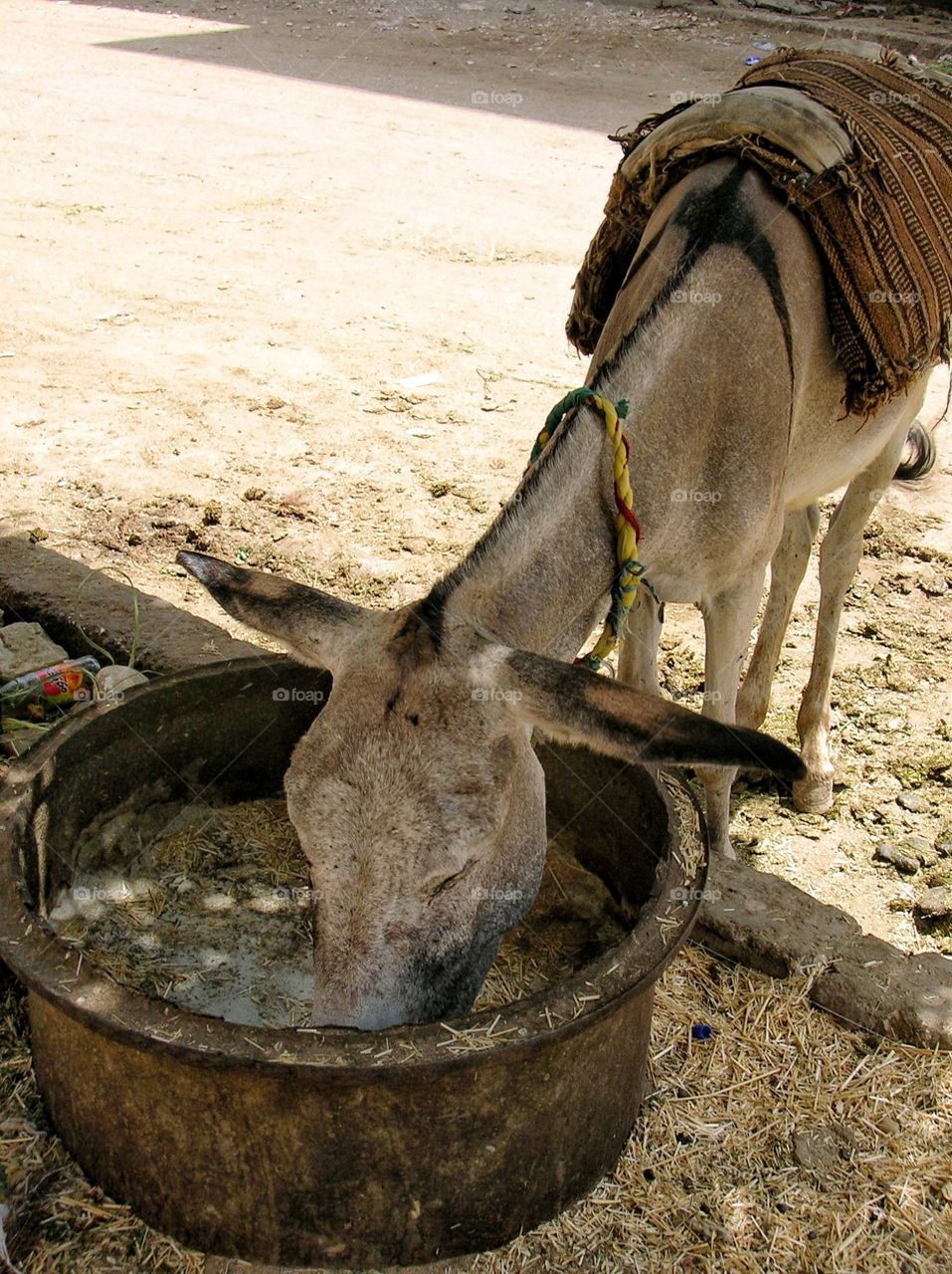Close-up of donkey