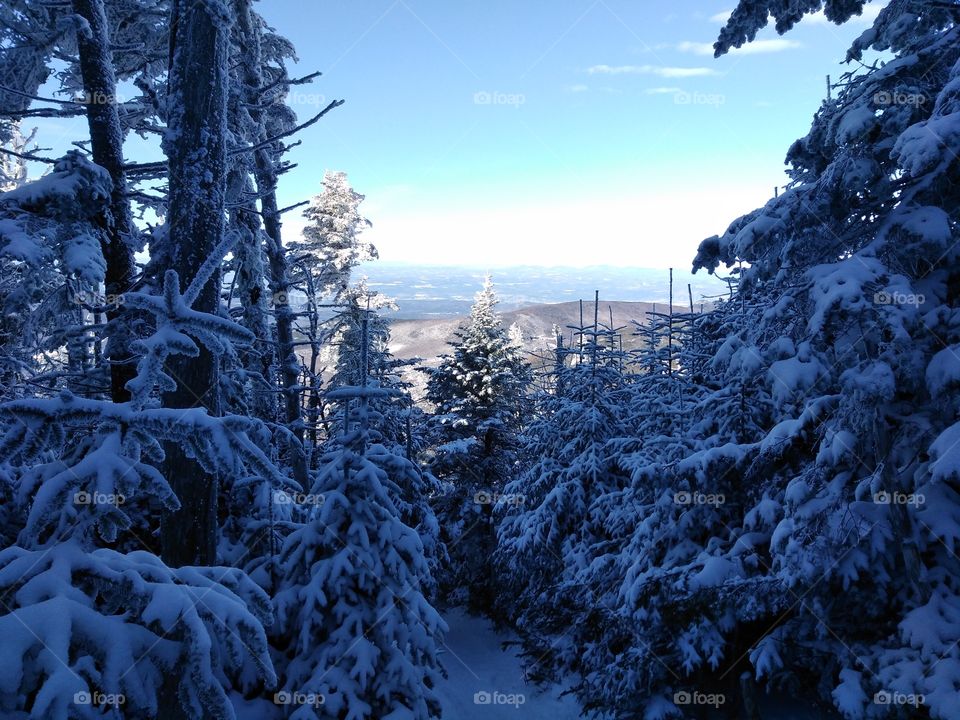 Through the trees overlook