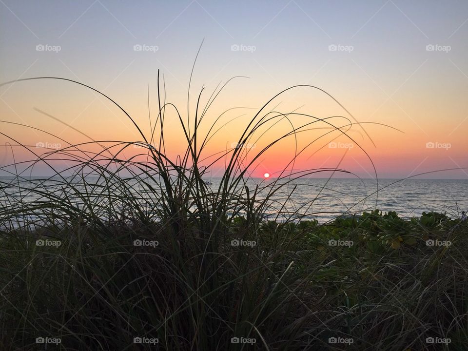 Seagrass at sunset