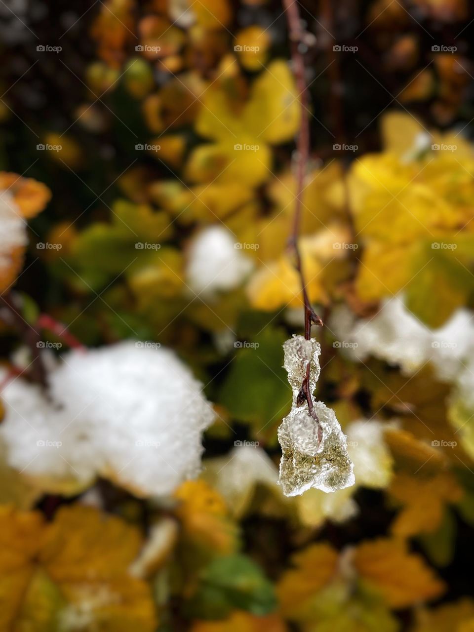 Frozen water hangs on a branch with colorful autumn leaves